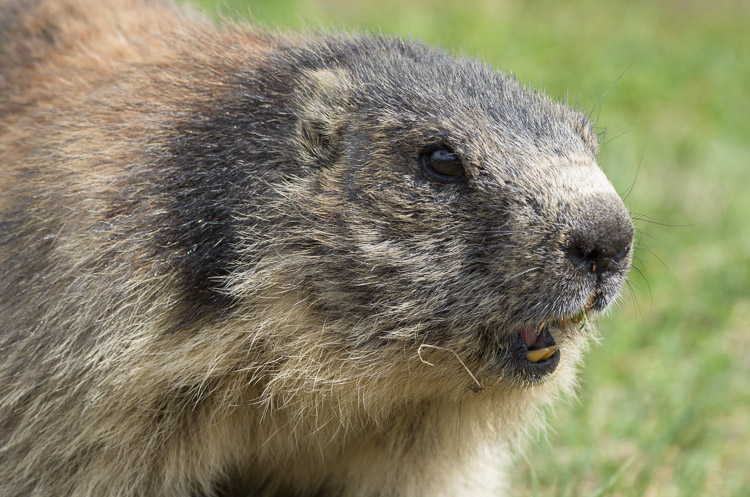 Marmot